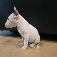 English Bull Terrier, a male Bull Terrier for sale in Floresville, TX – 5 of 5