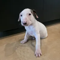 English Bull Terrier, a female Bull Terrier for sale in Floresville, TX – 2 of 3