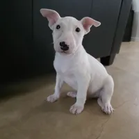 English Bull Terrier, a male Bull Terrier for sale in Floresville, TX – 2 of 4