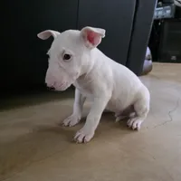 English Bull Terrier, a male Bull Terrier for sale in Floresville, TX – 4 of 4