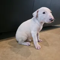 English Bull Terrier, a female Bull Terrier for sale in Floresville, TX – 3 of 3