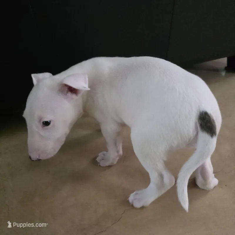 English Bull Terrier – Bull Terrier puppy for sale in Floresville, TX