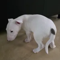 English Bull Terrier, a male Bull Terrier for sale in Floresville, TX – 1 of 4