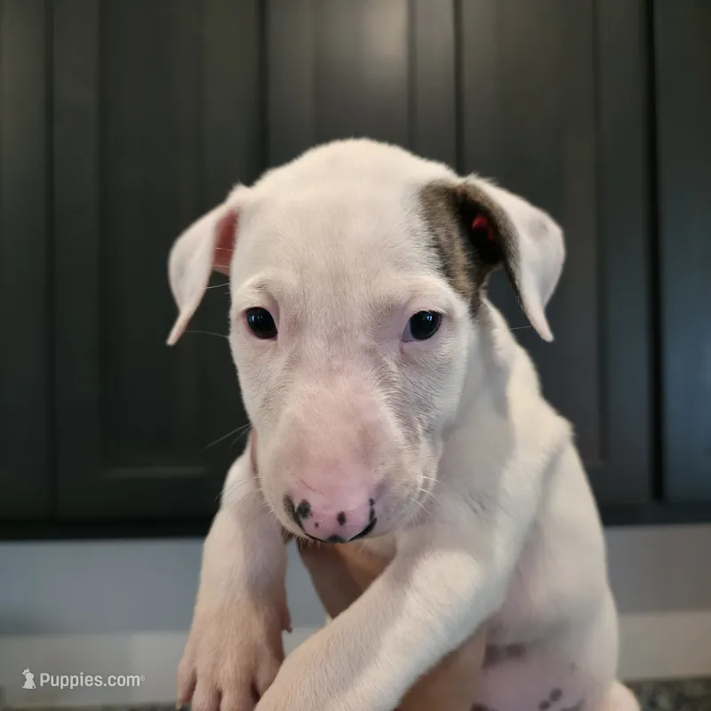 English Bull Terrier – Bull Terrier puppy for sale in Floresville, TX