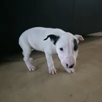 English Bull Terrier, a female Bull Terrier for sale in Floresville, TX – 2 of 3