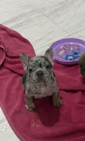 Toy, a male French Bulldog for sale in Phoenix, AZ – 3 of 3