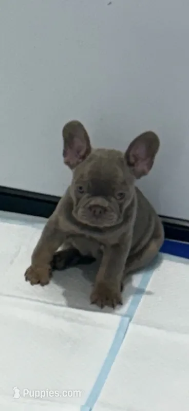 Bruno – French Bulldog puppy for sale in Phoenix, AZ