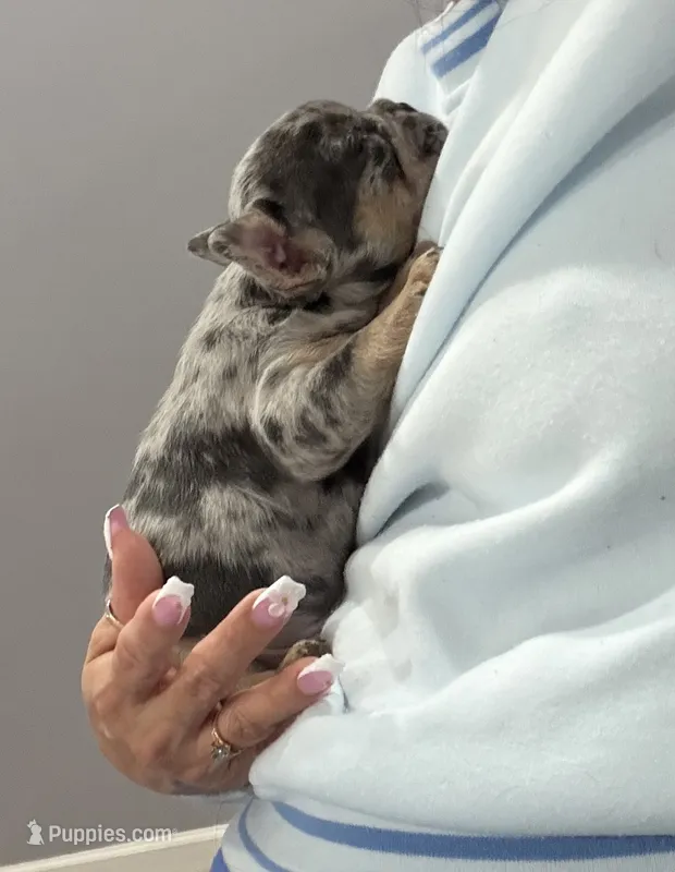 Toy – French Bulldog puppy for sale in Phoenix, AZ