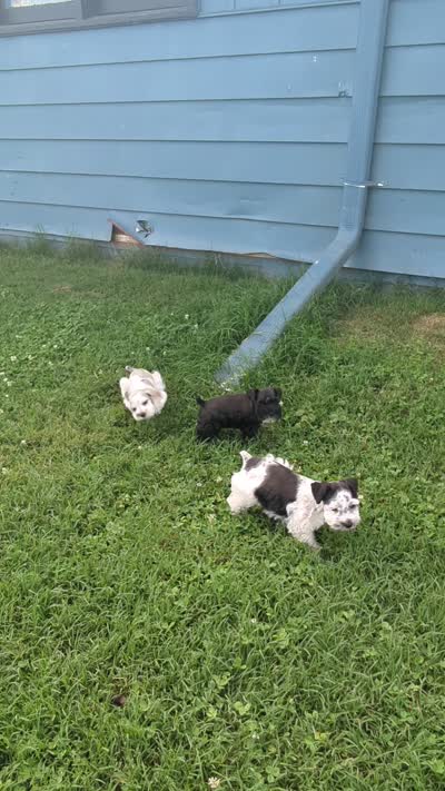 Libby, a female Miniature Schnauzer for sale in Bristol, VA – 3 of 3