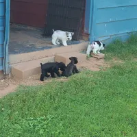 Libby, a female Miniature Schnauzer for sale in Bristol, VA – 2 of 3