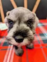 processed/05270719-447f-4b5e-baf9-632da07f3db4/listing/74b49dfa-83bc-472c-81ee-c336bc5019f0/89f7d418-7242-42f0-941b-e01ea5833235