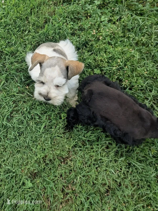 Libby – Miniature Schnauzer puppy for sale in Bristol, VA