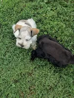 Libby, a female Miniature Schnauzer for sale in Bristol, VA – 1 of 3