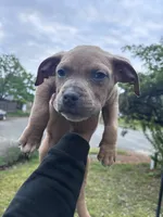 American bully , a male American Bully for sale in Renton, WA – 3 of 4