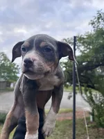 American bully , a male American Bully for sale in Renton, WA – 2 of 4