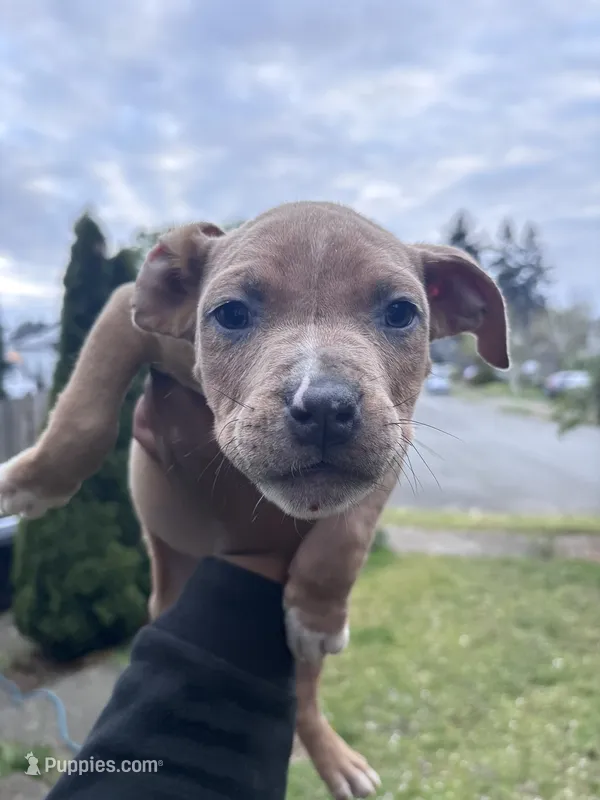 American bully  – American Bully puppy for sale in Renton, WA