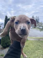 American bully , a male American Bully for sale in Renton, WA – 1 of 4