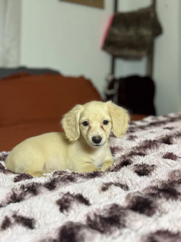 Georgia READ DESCRIPTION  – Miniature Dachshund puppy for sale in Durant, OK