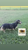 Boss, a male Miniature Dachshund for sale in Durant, OK – 1 of 4