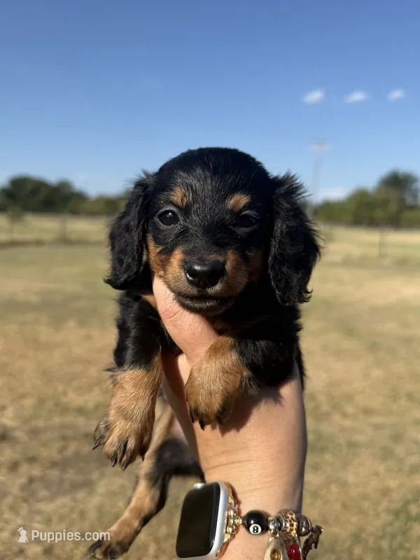 Fifi – Miniature Dachshund puppy for sale in Durant, OK