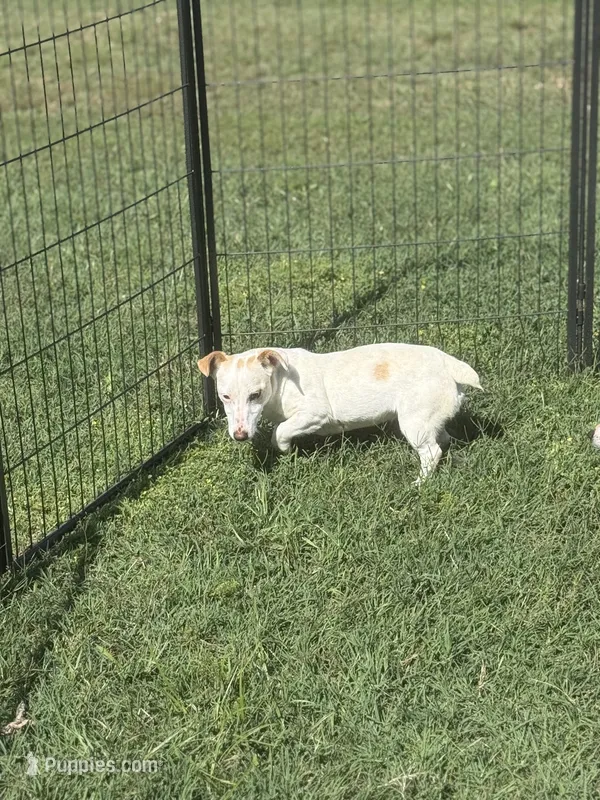 Louise , a female Jack Russell Terrier for sale in Durant, OK – 1 of 1
