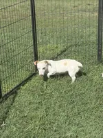 Louise , a female Jack Russell Terrier for sale in Durant, OK – 1 of 1