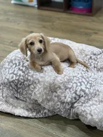 Hunni , a female Miniature Dachshund for sale in Durant, OK – 2 of 2