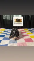 Fran, a female Miniature Dachshund for sale in Durant, OK – 5 of 8