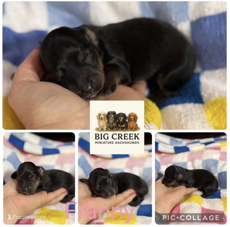 Franny – Miniature Dachshund puppy for sale in Durant, OK