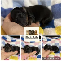 Franny, a female Miniature Dachshund for sale in Durant, OK – 1 of 1