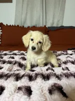 Goldie READ DESCRIPTION , a female Miniature Dachshund for sale in Durant, OK – 3 of 5