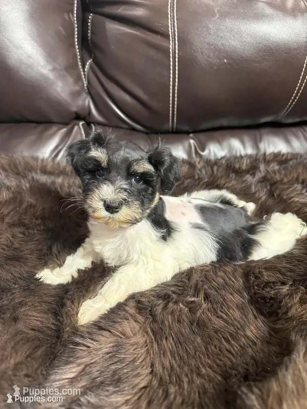 Harlow  – Miniature Schnauzer puppy for sale in Durant, OK