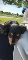 Ellie , a female Miniature Dachshund for sale in Durant, OK – 1 of 1