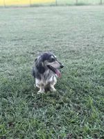 Boss, a male Miniature Dachshund for sale in Durant, OK – 4 of 4