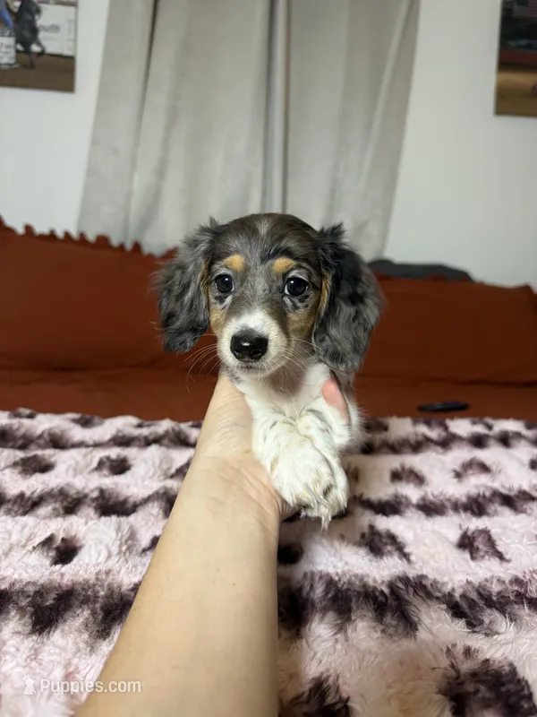 Fern – Miniature Dachshund puppy for sale in Durant, OK