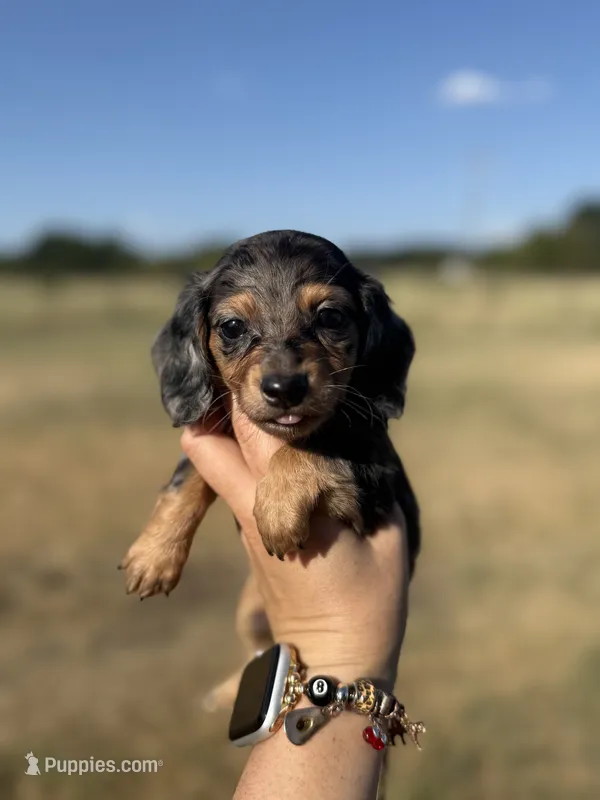 Frankie  – Miniature Dachshund puppy for sale in Durant, OK
