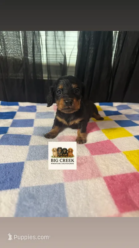 Fifi – Miniature Dachshund puppy for sale in Durant, OK