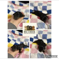 Fifi, a female Miniature Dachshund for sale in Durant, OK – 1 of 1