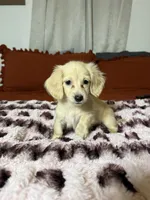 Goldie READ DESCRIPTION , a female Miniature Dachshund for sale in Durant, OK – 2 of 5