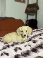 Georgia READ DESCRIPTION , a female Miniature Dachshund for sale in Durant, OK – 3 of 3