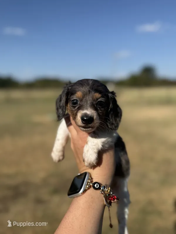 Fern – Miniature Dachshund puppy for sale in Durant, OK