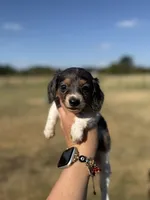 Fern, a female Miniature Dachshund for sale in Durant, OK – 1 of 7
