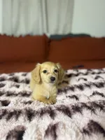 Gidget, a female Miniature Dachshund for sale in Durant, OK – 4 of 4