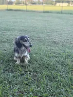 Boss, a male Miniature Dachshund for sale in Durant, OK – 3 of 4