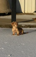 Hunni , a female Miniature Dachshund for sale in Durant, OK – 1 of 2