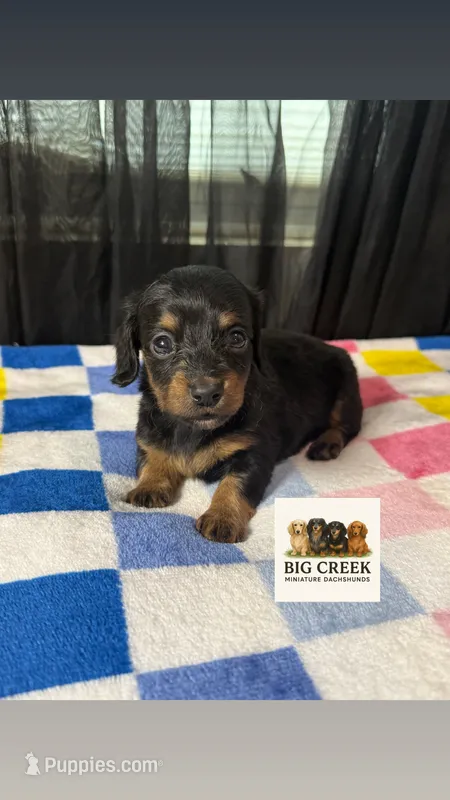 Franny – Miniature Dachshund puppy for sale in Durant, OK