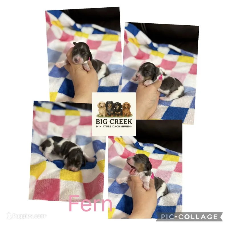 Fern – Miniature Dachshund puppy for sale in Durant, OK