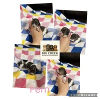 Fern, a female Miniature Dachshund for sale in Durant, OK – 1 of 1