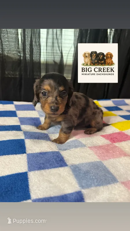 Fancy – Miniature Dachshund puppy for sale in Durant, OK