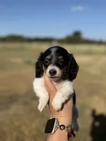 Fran, a female Miniature Dachshund for sale in Durant, OK – 3 of 8